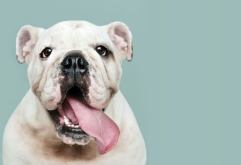 adorable-white-bulldog-puppy-portrait-social-banners