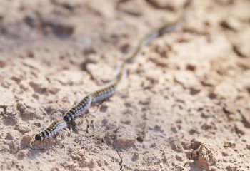 processionarie-cani-cosa-fare